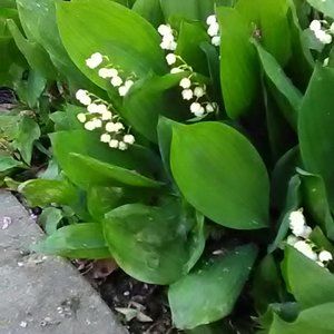 Meet your Posher, T. A